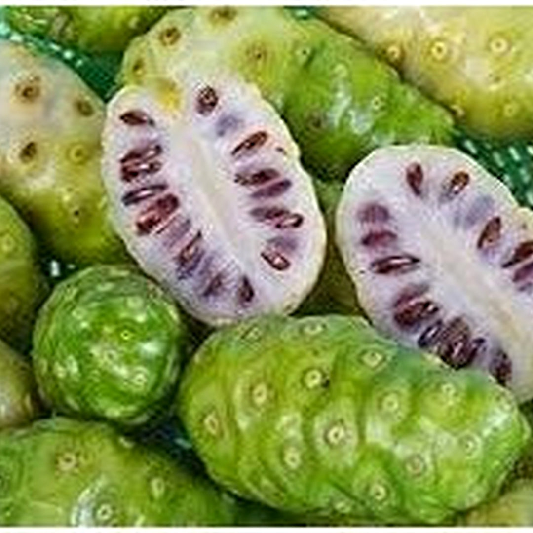 Fresh NONI Fruit Seeds for Planting | Heirloom Non-GMO Organic Seeds for Easy-to-Grow Tropical Fruits [neera-v5-384e78bc785a76b7cda6]