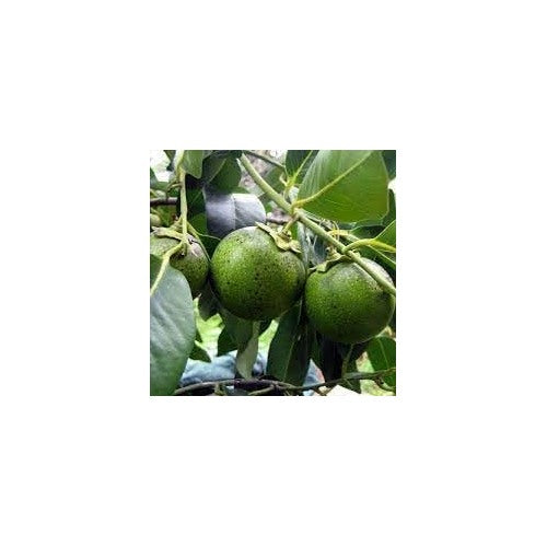 Sapote Fruit Seeds for Planting [neera-v5-384fd5bc8b1aedb06635]