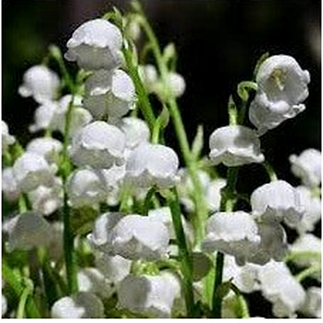 Heirloom Non-GMO Valley Flower Seeds for Garden Planting [neera-v5-38534f4826f88380e337]