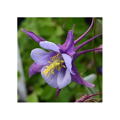 Columbines Purple Flower Seeds for Planting [neera-v5-3858de104d350790b720]