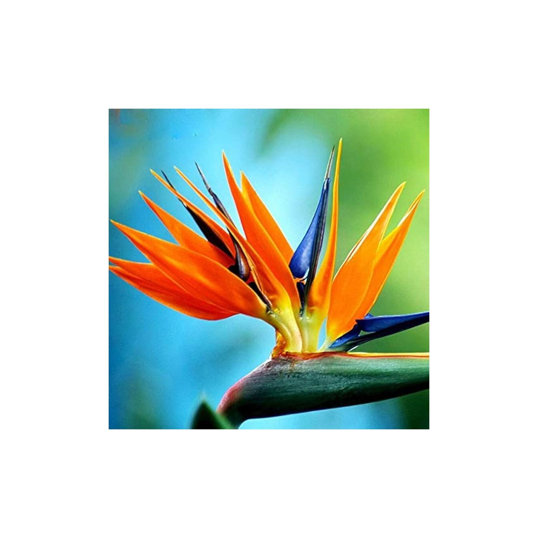 Paradise Flower For Planting Flower Seeds for Home Garden Planting, Landscape Organic Blooming [neera-v5-3859e56d44ca5bfb48c0]