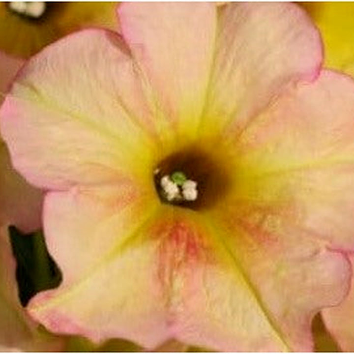 Light Pink Petunia Flower Seeds for Planting [neera-v5-38692ee708885039fb99]