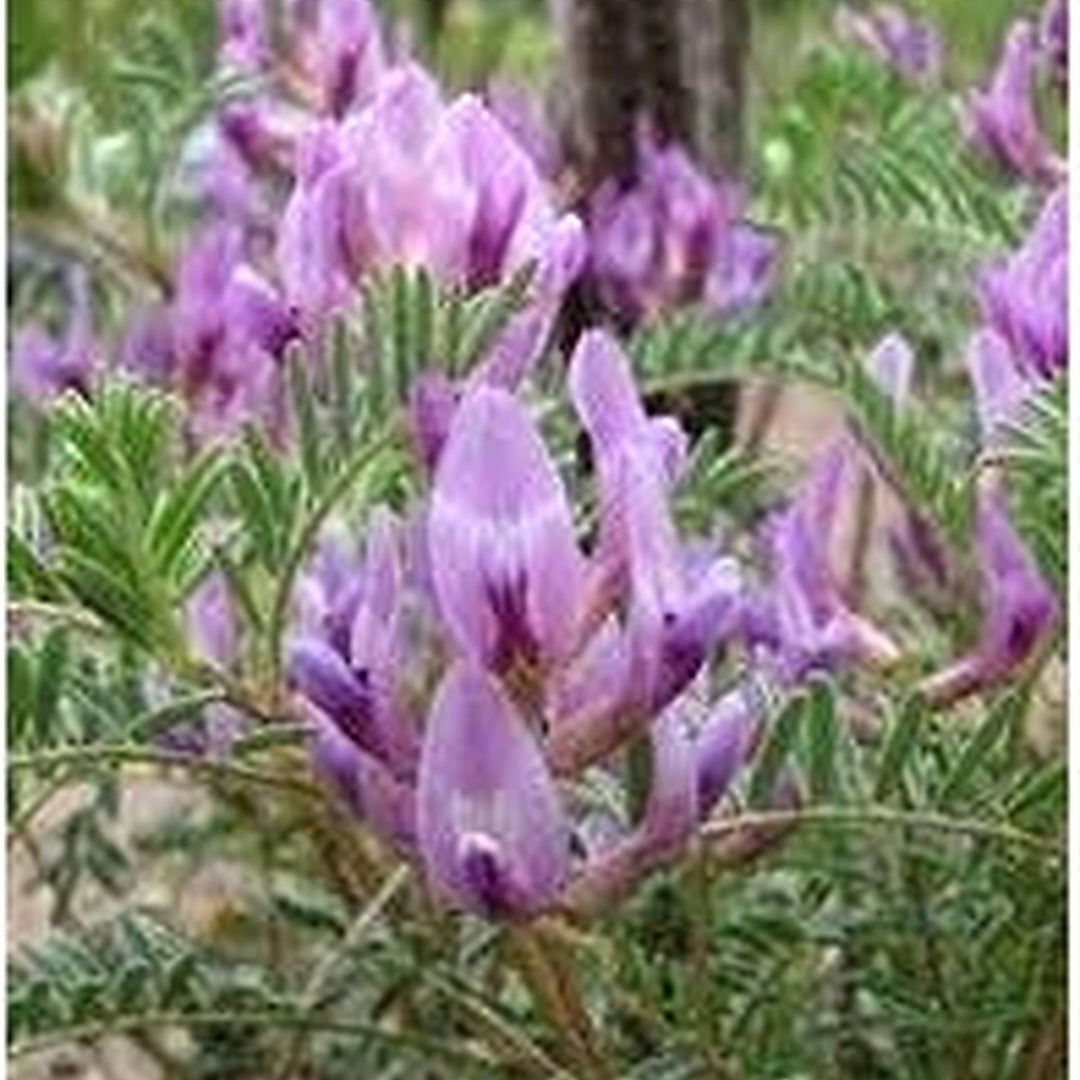 Heirloom Astragalus Crassicarpus Flower Seeds Non-GMO for Garden Planting Wild Prairie Blooms [neera-v5-387441992f32be3f3a6c]