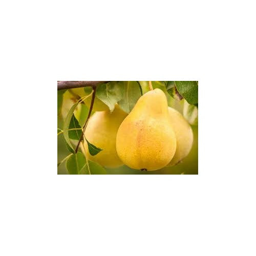Yellow Bartlett Pear Fruit Seeds for Planting [neera-v5-387932aabaa20298b3a0]