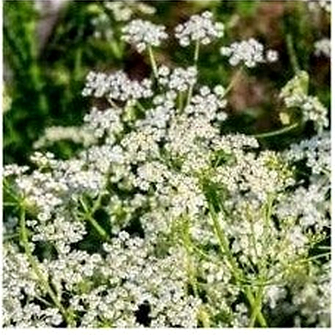 White Caraway Plant Seeds for Planting [neera-v5-388826ba53a9de3969fd]