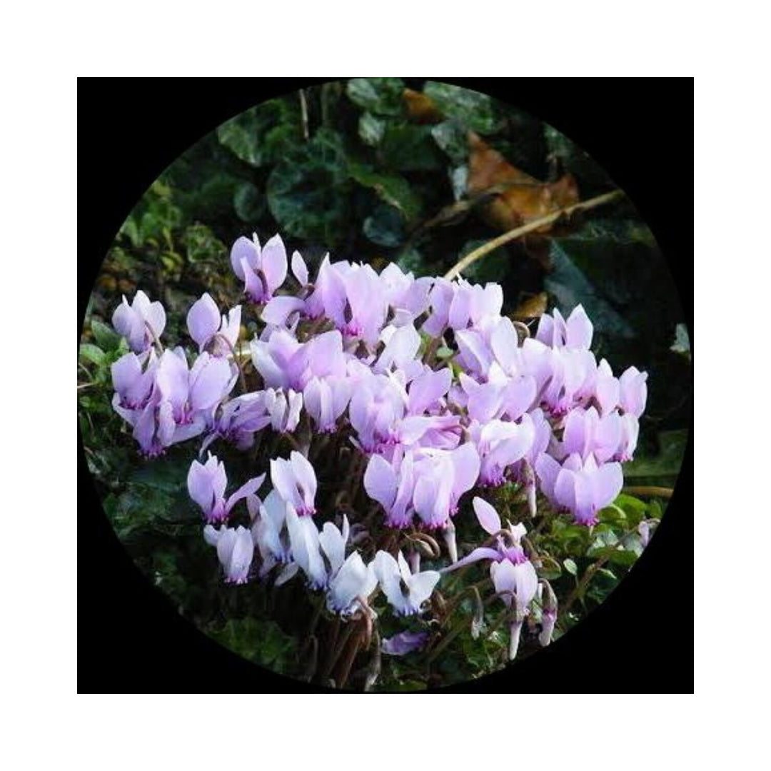 White Heirloom Non Gmo Cyclamen Elegant Blooms For Stunning Gardens Flower Seeds for Home Garden [neera-v5-38a714fa9a8ec446817c]