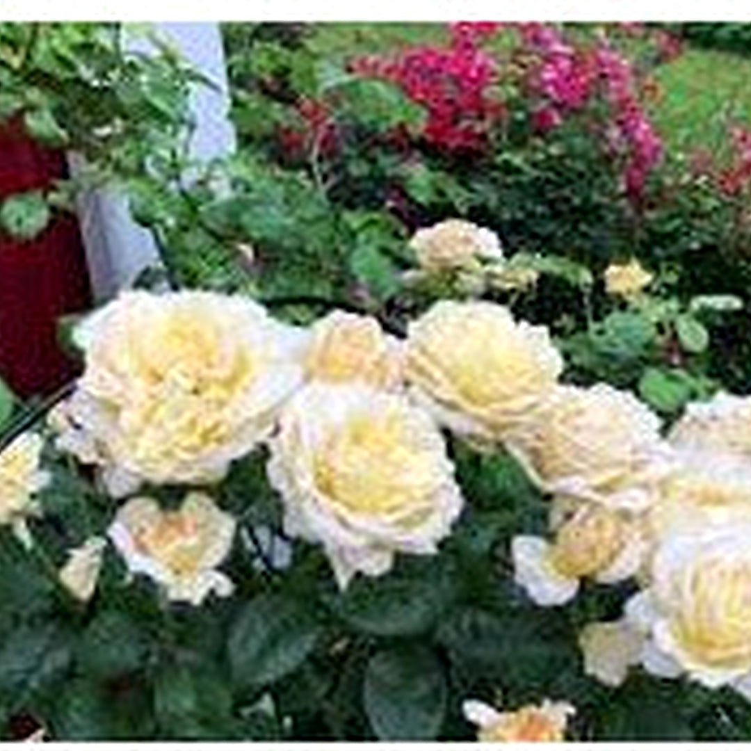 Moonlight Rose Plant Seeds for Planting [neera-v5-38ae3eb0b7d6b6b93d62]