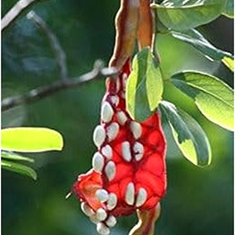 Capparis cynophallophora Jamaican Caper Seeds for Planting [neera-v5-38b737b2eb3f46b950b5]