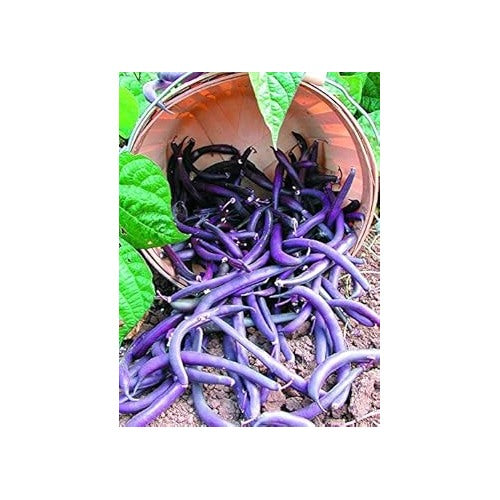 Purple Bush Bean Vegetable Seeds for Planting [neera-v5-38b78af469adbaec0ed6]