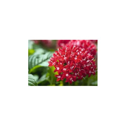 Pentas Lanceolata Flower Heirloom Non Gmo For Pollinator Friendly And Tropical Garden Planting [neera-v5-38b85394ec369cd410f7]