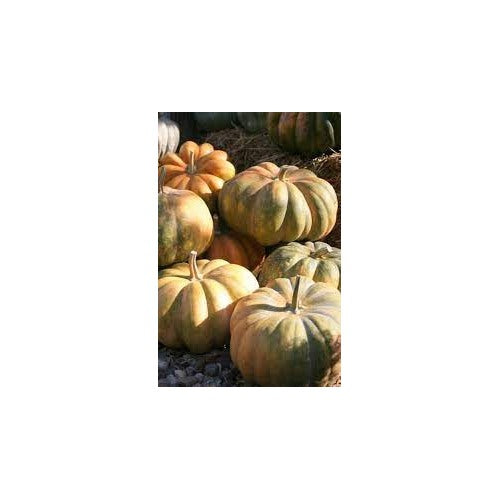 Brown Pumpkin Vegetable Seeds for Planting [neera-v5-38be46a8c20aca0f0f52]