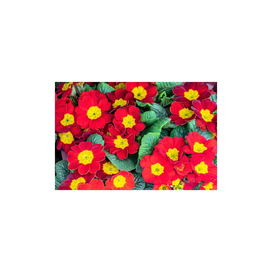 Primrose Primula Vulgaris Flower For Home Garden Planting Flower Seeds for Home Garden Planting, [neera-v5-38c2f41fe6c9e4c235ec]