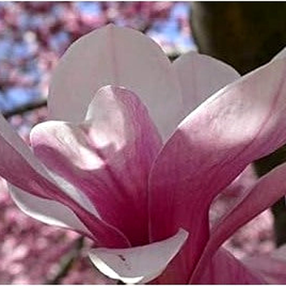 Soulangiana Flower Seeds [neera-v5-38c3c712ec1cfd1f1e65]