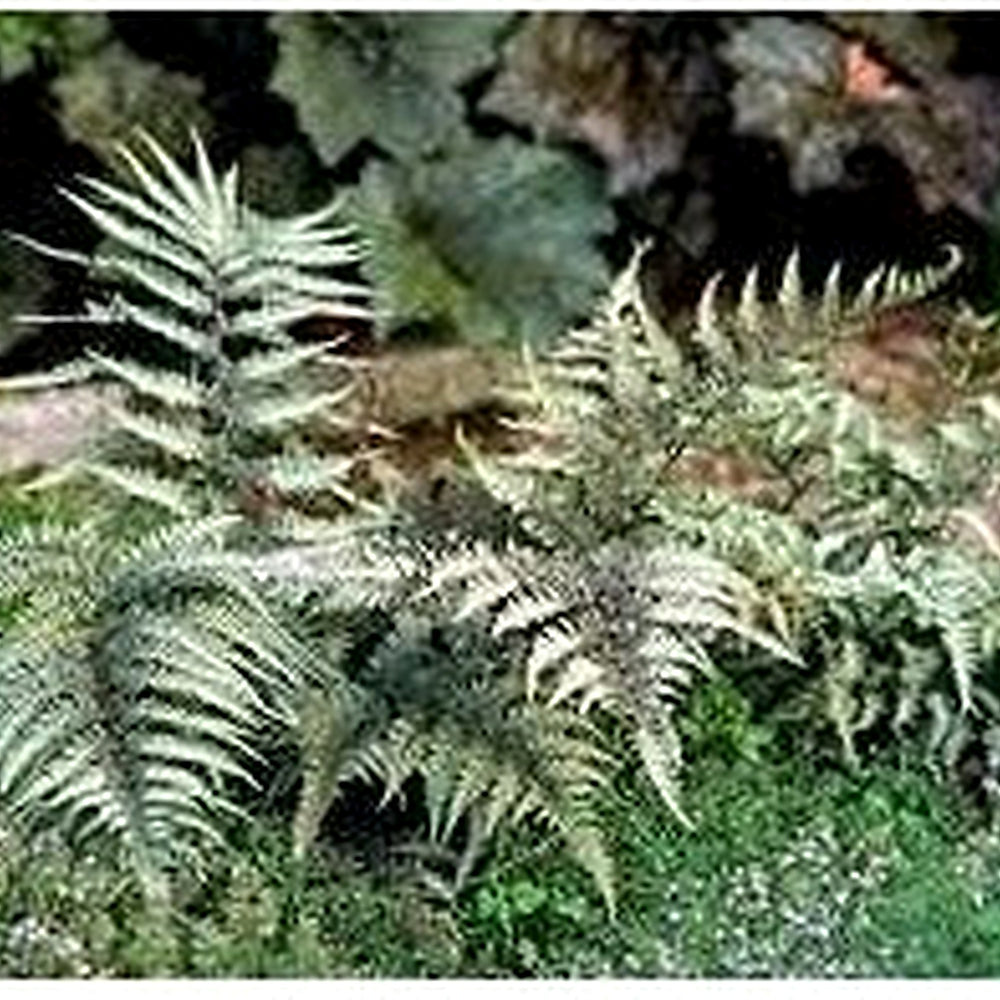 Japanese Painted Fern Seeds [neera-v5-38c9e944e3981e0d3981]