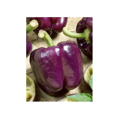 Violet Pepper Seeds for Planting [neera-v5-38cb19948bdcdd2ec275]