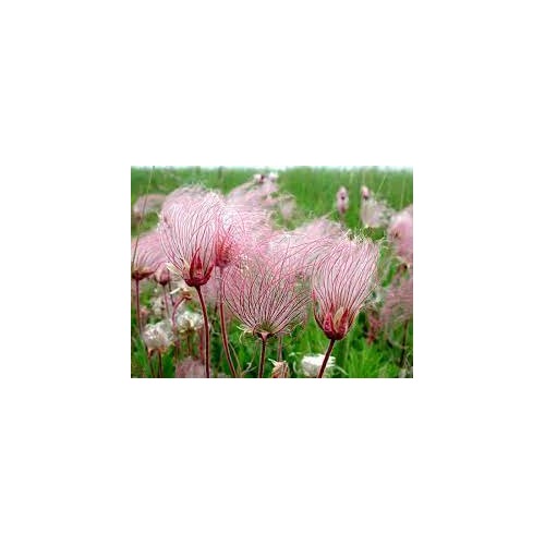 Prairie Flower Seeds for Planting [neera-v5-38ce55b166e21d0650c8]