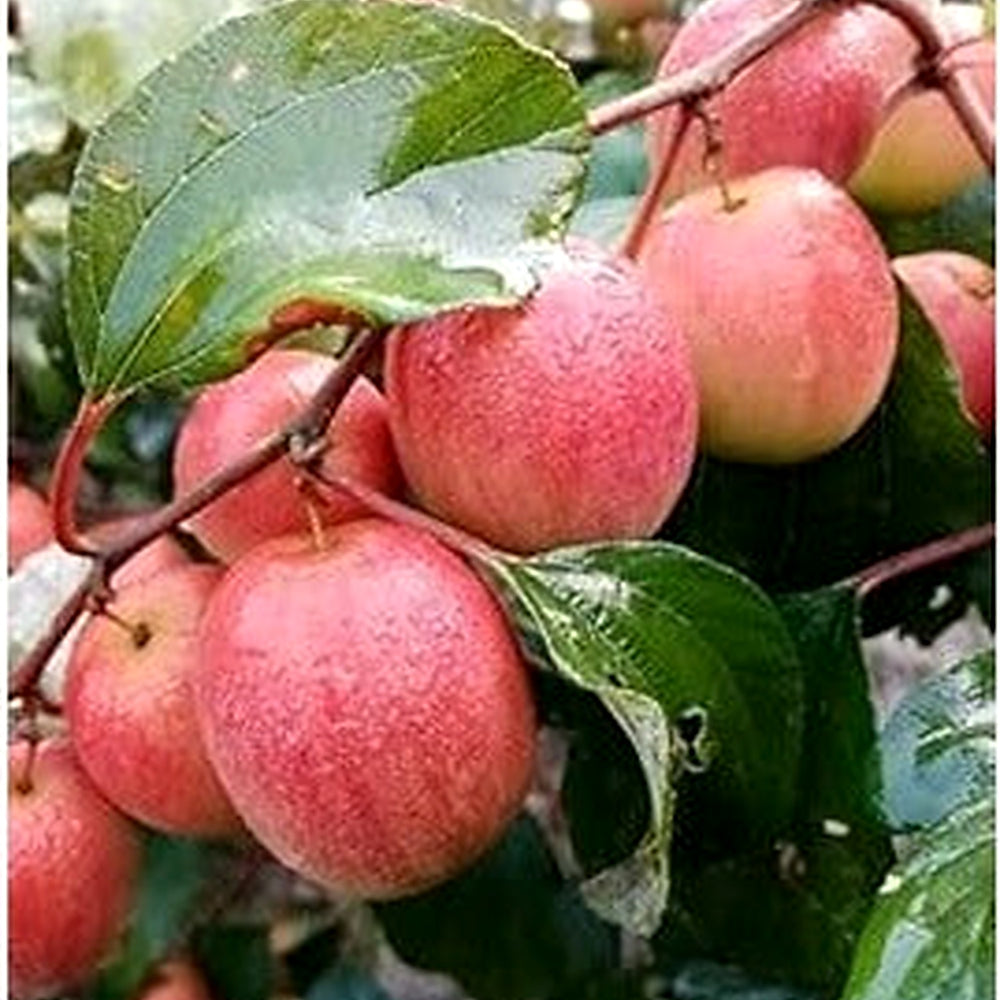 Heirloom Mauritiana Fruit Seeds for Planting [neera-v5-38e36a9c56c5df73dc7c]