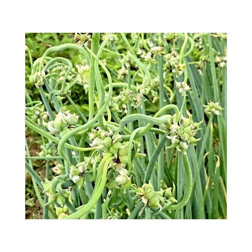 Onion Top Sets Egyptian Walking Onions Multiplier Tree Onion Perennial Heirloom Non Gmo Flower [neera-v5-38e89a376f71528d9d35]