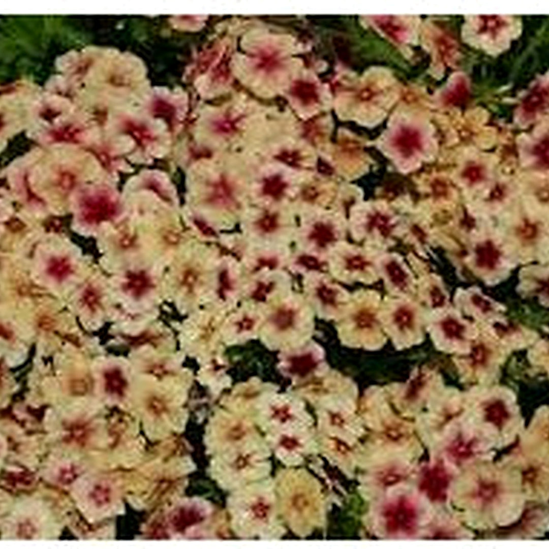 Phlox Cherry Caramel Flower Seeds for Planting [neera-v5-38e9041b16d870956886]