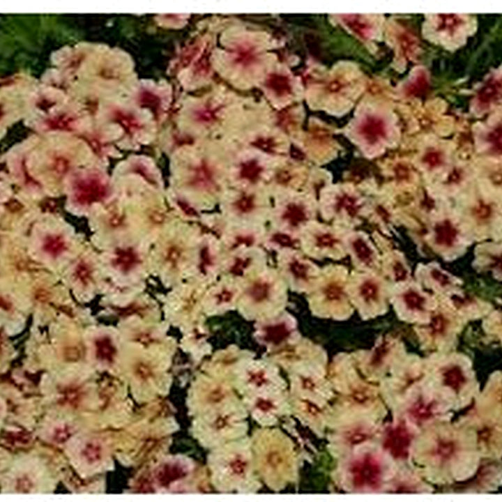 Phlox Cherry Caramel Flower Seeds for Planting [neera-v5-38e9041b16d870956886]