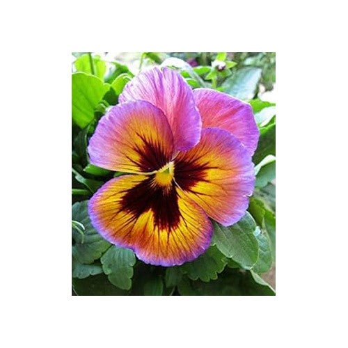 Pink Yellow Pansy Seeds for Planting [neera-v5-38f44813ec07be493273]