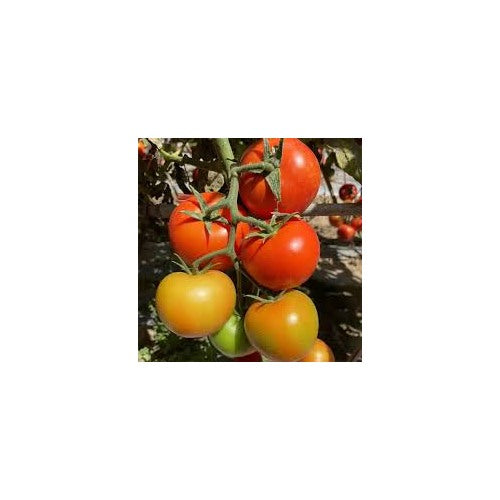 Yellow Red Tomato Seeds for Planting [neera-v5-38f93ab5e5923bae2f69]