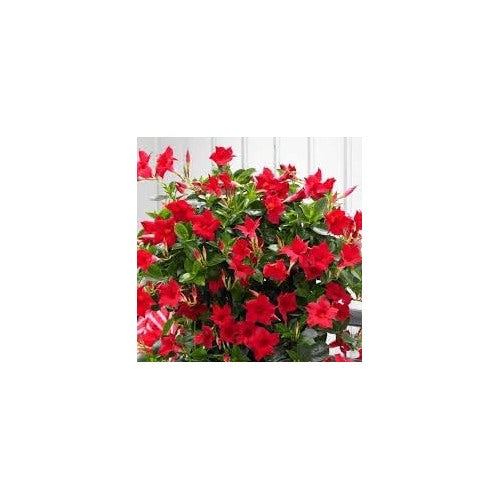 Heirloom Non-GMO Sanderi Flower Seeds for Tropical Ornamental Garden Planting [neera-v5-3906ecd3ddfe232cb734]