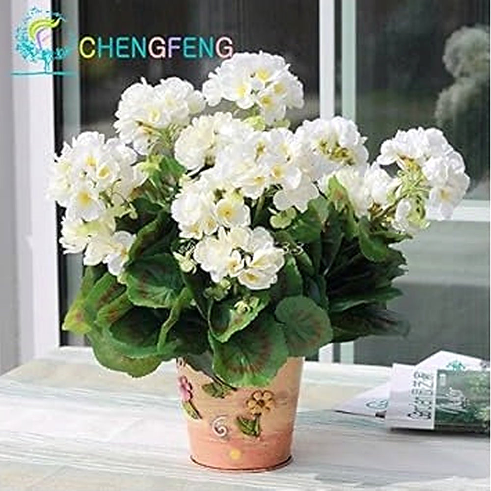 White Univalve Geranium Seeds for Planting | Heirloom, Non-GMO, Organic Garden Seeds with High Germination [neera-v5-390ab2a1b0a931414483]