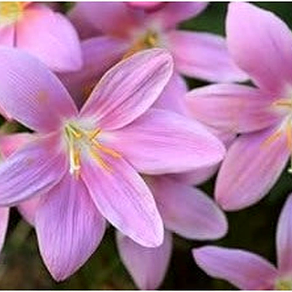 Heirloom Non-GMO Baby Pink Crocus Flower Seeds for Garden Planting | High Germination Organic Garden Seeds [neera-v5-390f035b3f8a8b1f0108]