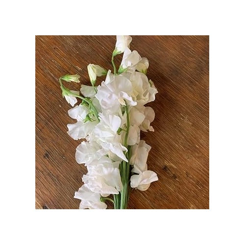 Heirloom White Sweet Pea Flower Seeds for Planting [neera-v5-391169cb14f97db18313]