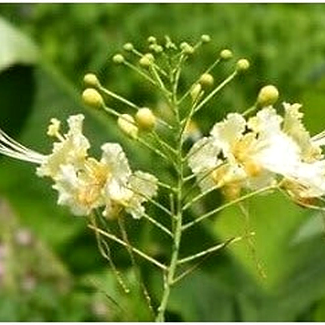 White Caesalpinia Flower Seeds [neera-v5-3922034a193e6307ffe9]