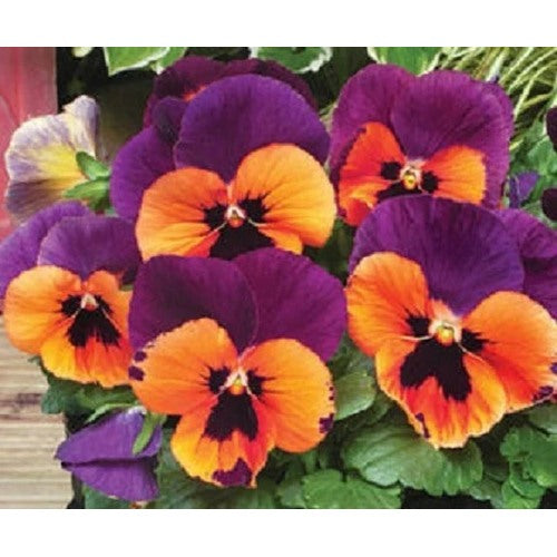 Orange Violet Pansy Flower Seeds for Planting [neera-v5-3926d74a18c2ab572018]