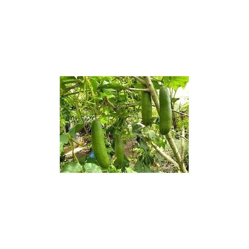 Heirloom Non-GMO Cassabanana Fruit Seeds for Sweet, Productive Home Garden Planting [neera-v5-39324cc0cc2cde4498ca]