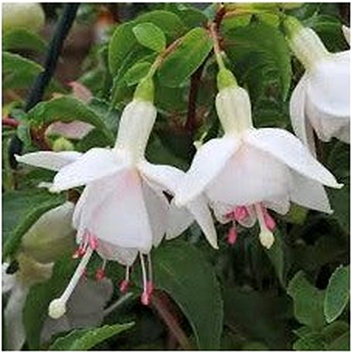 Green &amp; White Fuchsia Flower Seeds for Planting [neera-v5-3937e3535324ba3c0b6e]