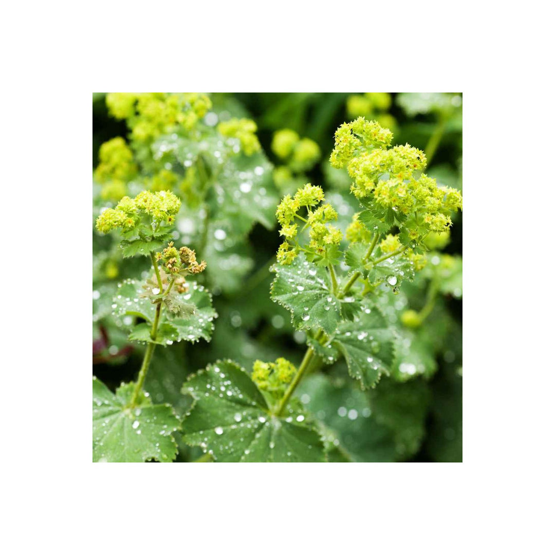 Green Alchemilla Mollis Planting Organic Heirloom Non Gmo Flower Seeds Home Garden [neera-v5-393b7bd382ba7e2888be]