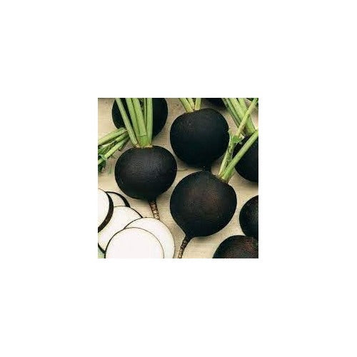 Radish Vegetable Seeds for Planting | Heirloom, Non-GMO, High Germination Organic Garden Seeds [neera-v5-3958a21ab880d4dccdd6]