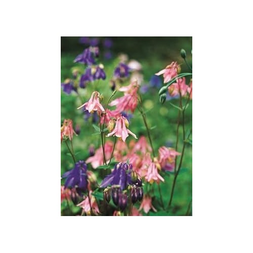 Columbines Pale Pink Flower Seeds for Planting [neera-v5-395abe1c099a5afcb09a]