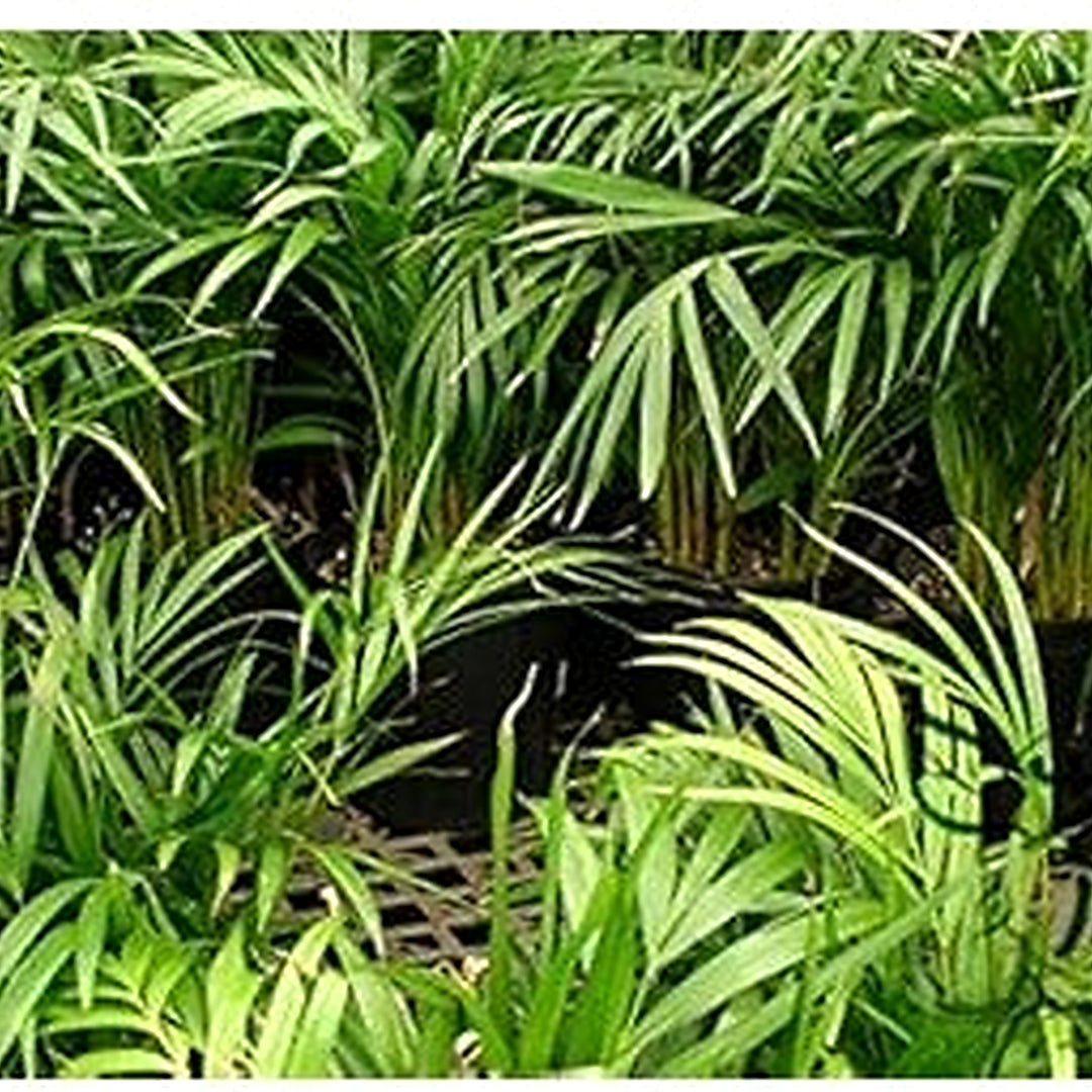 Green Chrysalidocarpus Lutescens Seeds for Planting [neera-v5-3960b958af91b319460d]