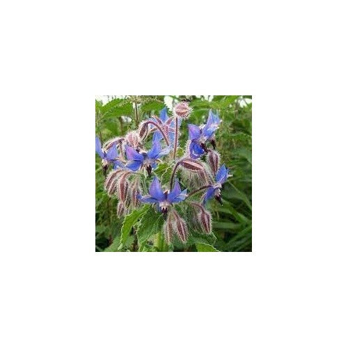 Borage Seeds for Planting [neera-v5-396917d58568a32942bc]