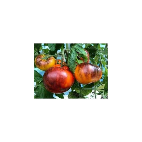 Brandywine Red &amp; Yellow Tomato Seeds for Planting [neera-v5-3970c7a8394bdbd9dea5]
