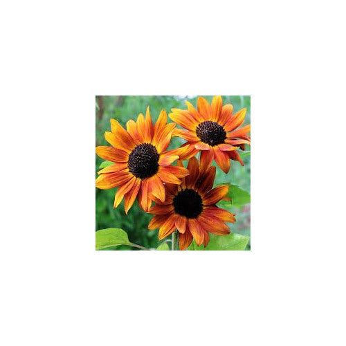 Heirloom Non-GMO Sunflower Seeds [neera-v5-397408abbdd82bb400d7]