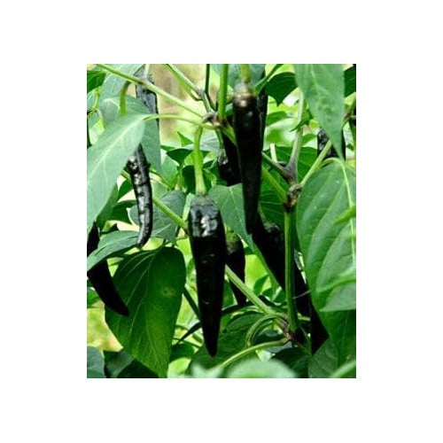 Black Pepper Vegetable Seeds for Planting | Heirloom, Non-GMO, High Germination Organic Spice Seeds [neera-v5-39767beaa7e149381b3f]