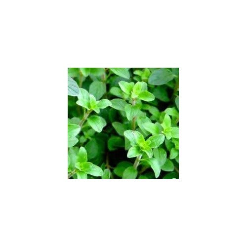 Oregano Herb Seeds for Planting [neera-v5-39778d2649734cb3cdf2]