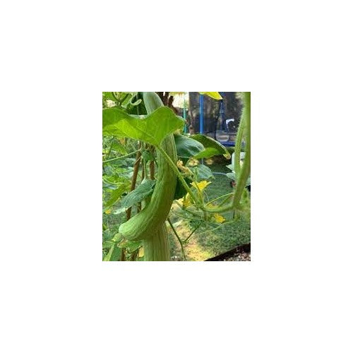Armenian Cucumber Vegetable Seeds for Planting [neera-v5-397d3fad387459e15a56]