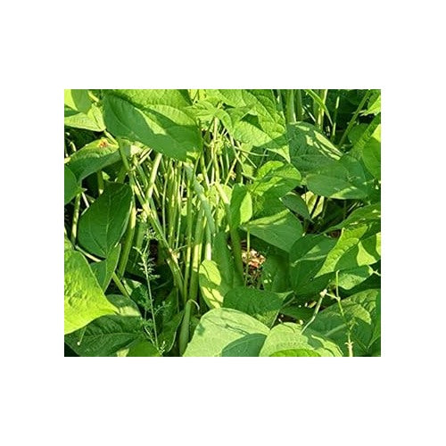 Green Appaloosa Bean Vegetable Seeds for Planting [neera-v5-3983bcce12a09d73ec9c]