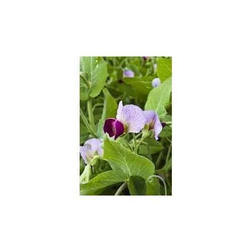 Pisum Sativum Flower Seeds for Planting [neera-v5-39861aba2e47d20265e0]