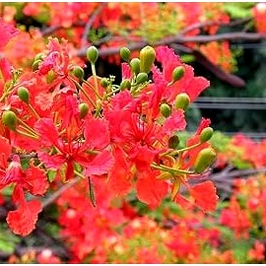 Heirloom Non-GMO Gulmohar Flower Seeds for Planting [neera-v5-39884a2abcffbd676bcf]