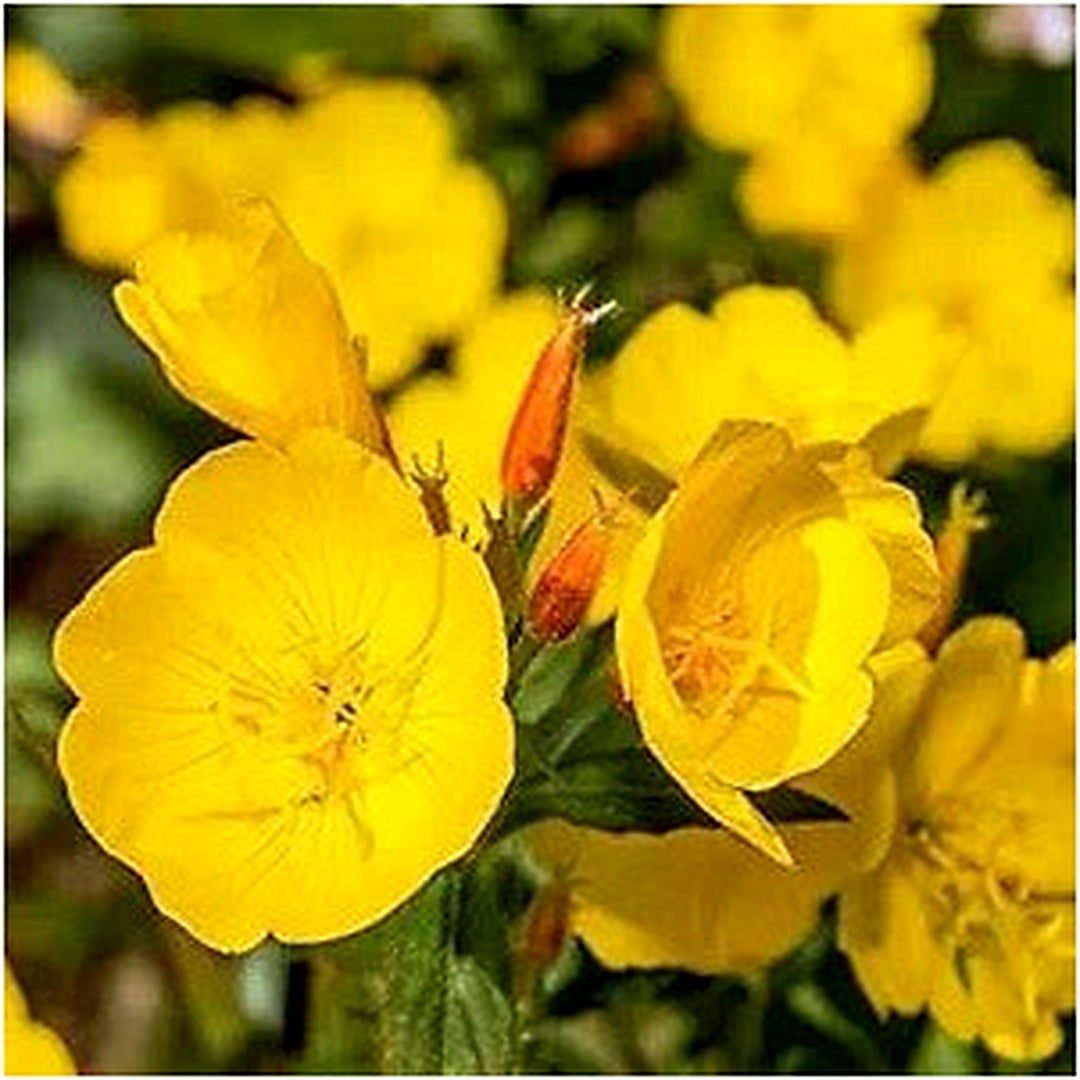 Primrose Oenothera Biennis Evening Flower For Planting Fragrant Blooms For Cottage Garden [neera-v5-398aaf12e5ef03e65dc2]