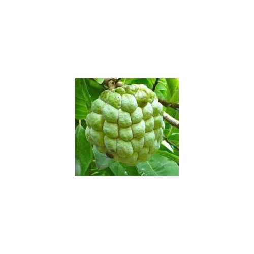 Green Custard Apple Fruit Seeds for Planting [neera-v5-398d877ac4a8c7c63a18]