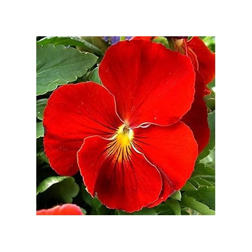 Fresh Red Pansy Heirloom Non-GMO Seeds for Planting [neera-v5-398e8ac4da02584f0dfa]